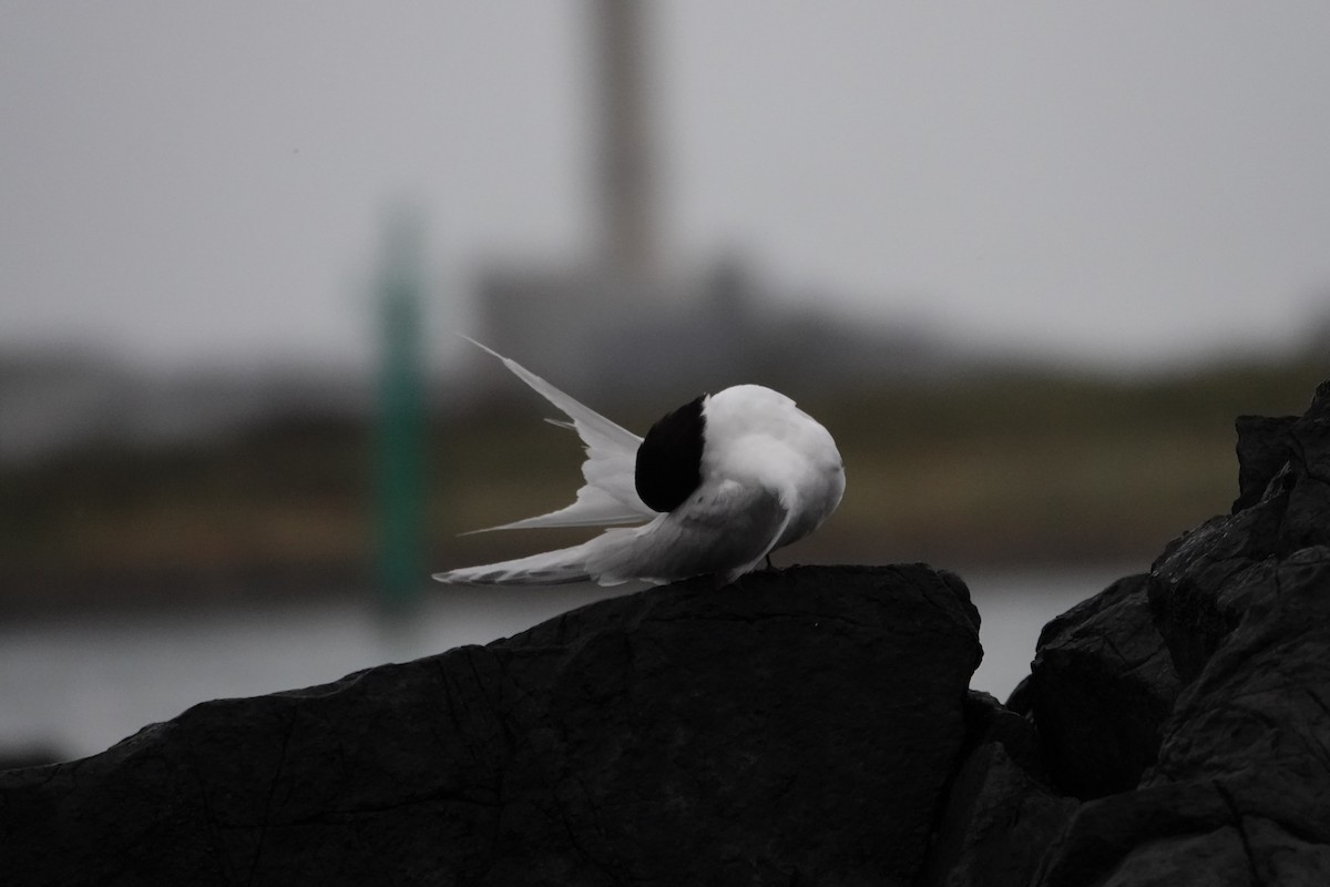 White-fronted Tern - ML614041761