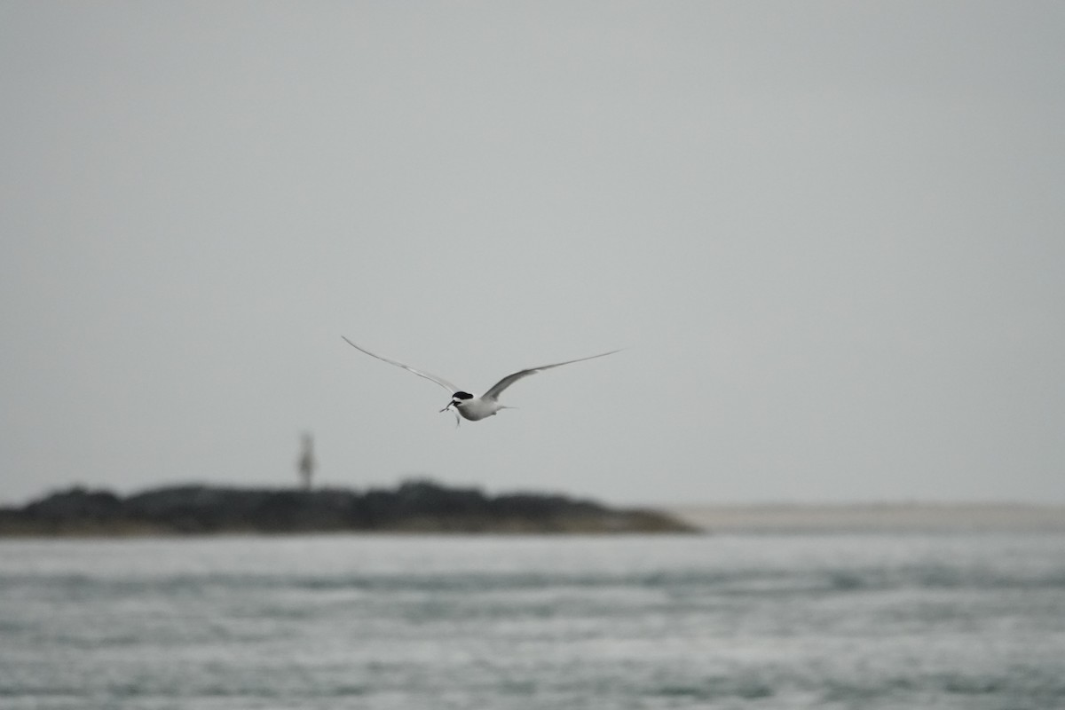 White-fronted Tern - ML614041762