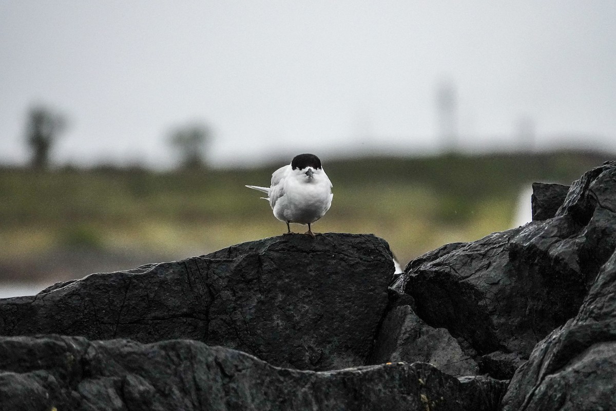White-fronted Tern - ML614041763