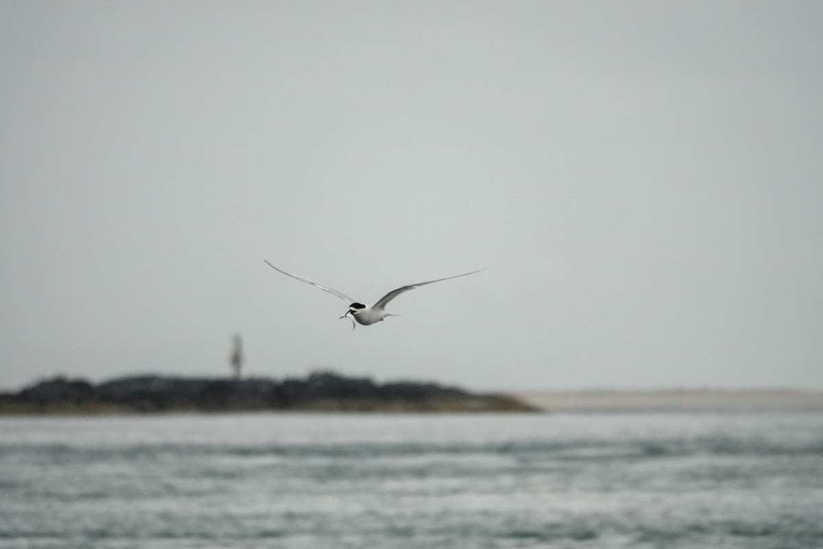 White-fronted Tern - ML614041764
