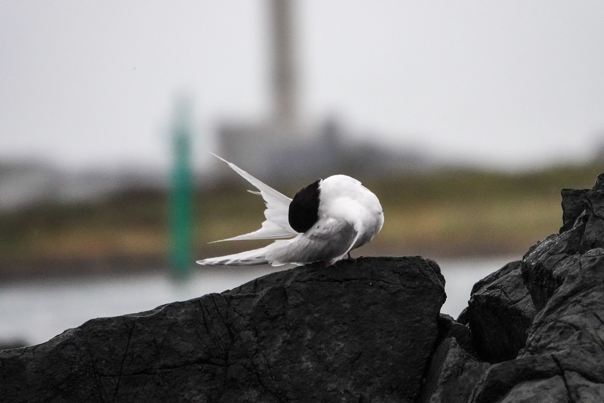 White-fronted Tern - ML614041765