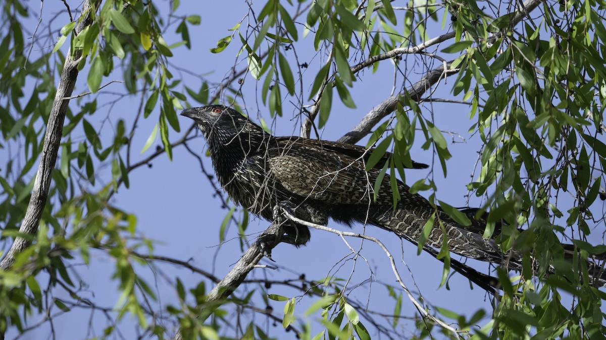 Coucal faisan (groupe phasianinus) - ML614041767