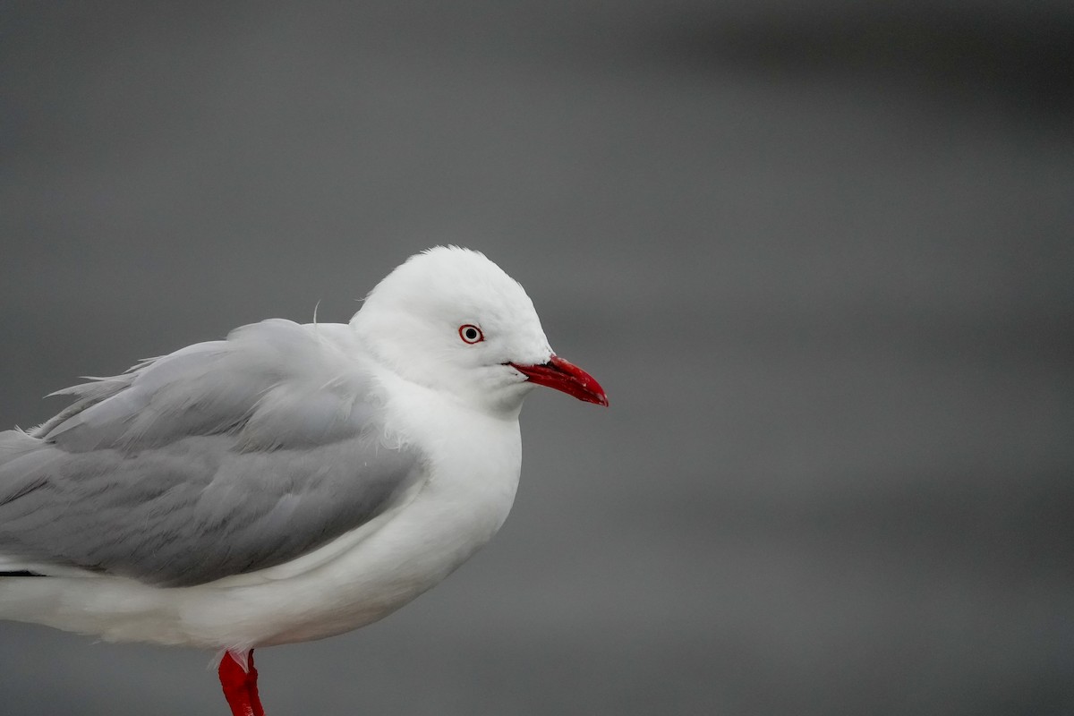 Silver Gull - Alfie Benbow