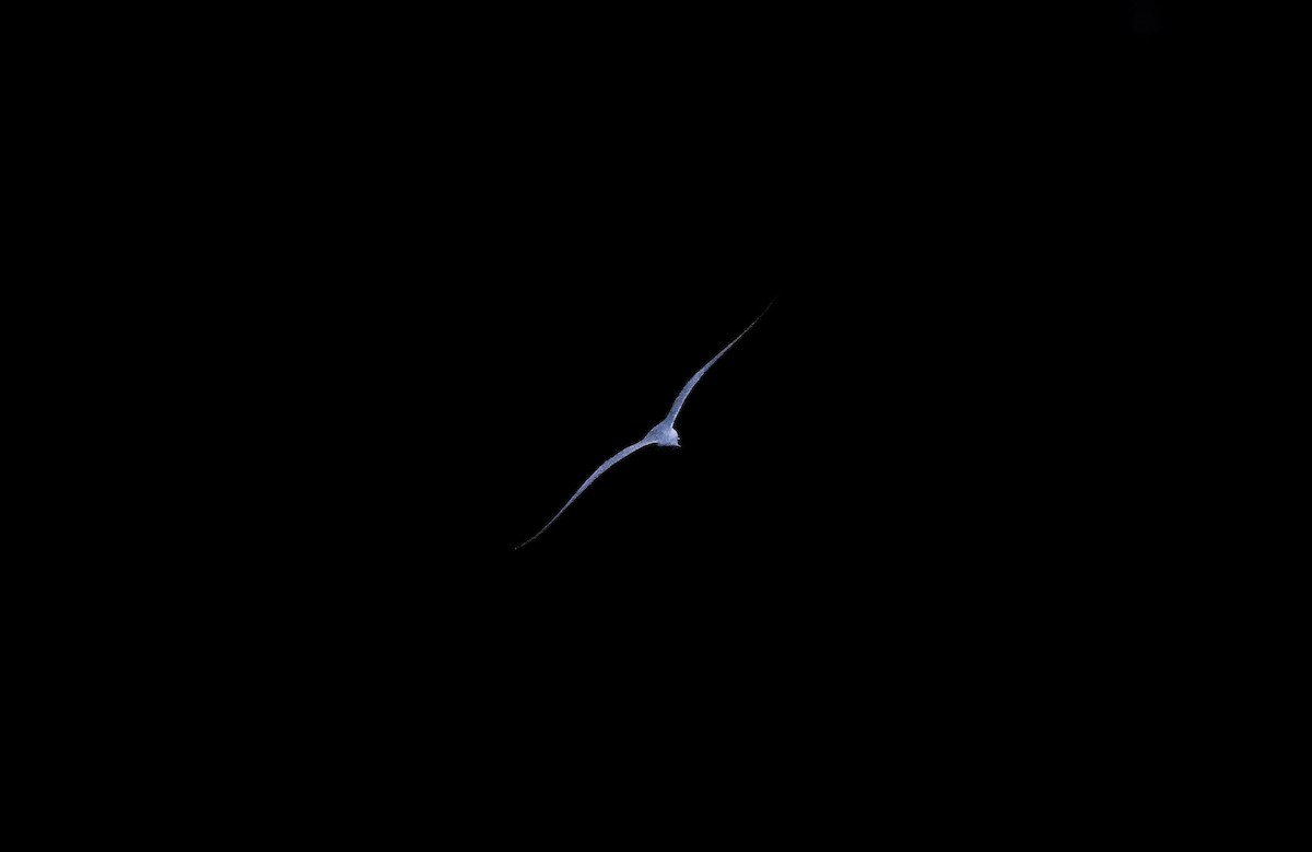 Weißstirn-Seeschwalbe - ML614041812
