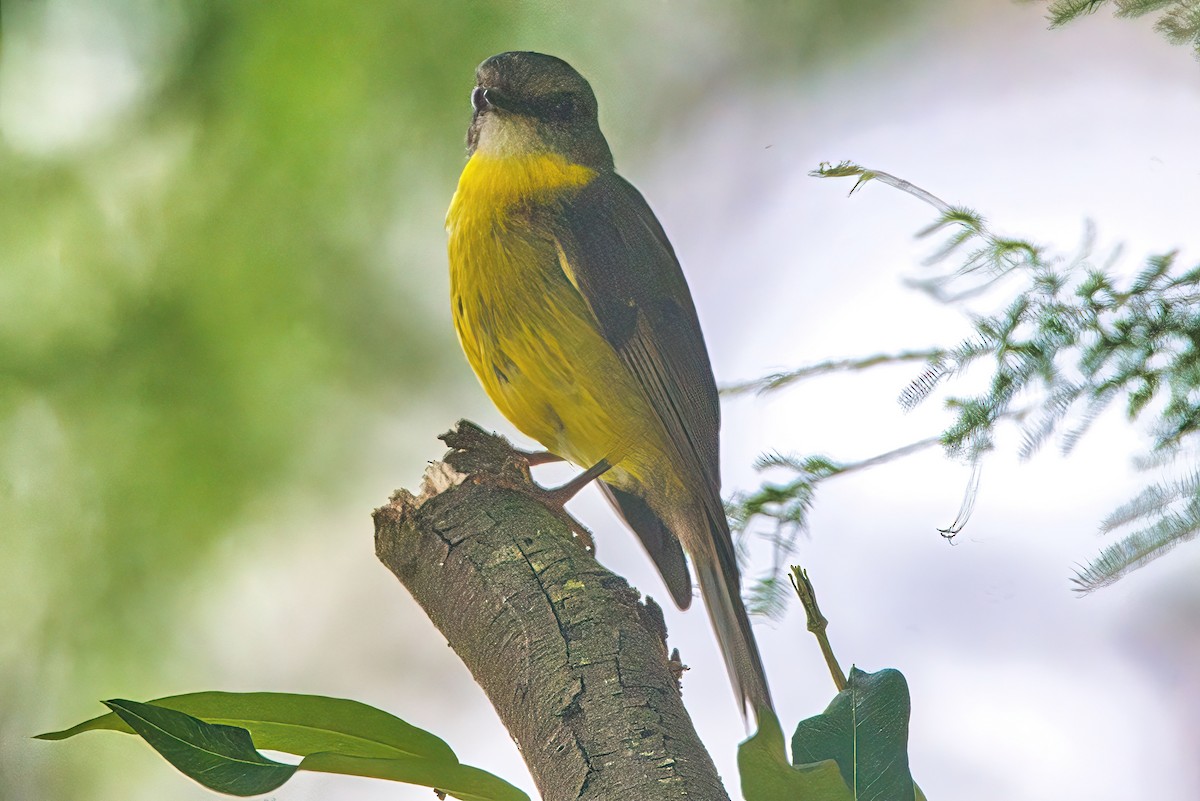 Eastern Yellow Robin - ML614041818