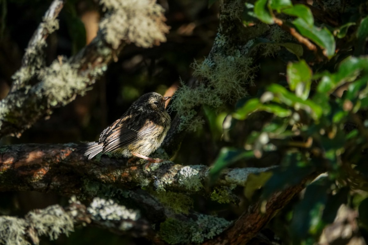 Dunnock - ML614041829