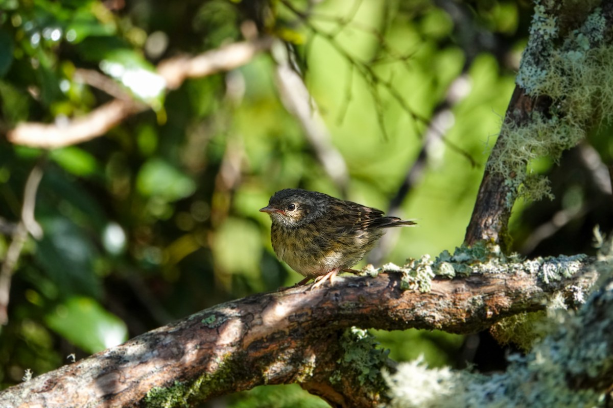 Dunnock - ML614041830