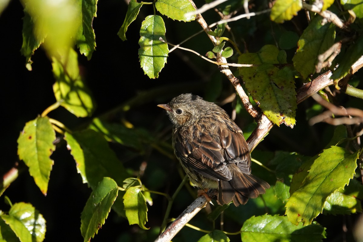 Dunnock - ML614041832