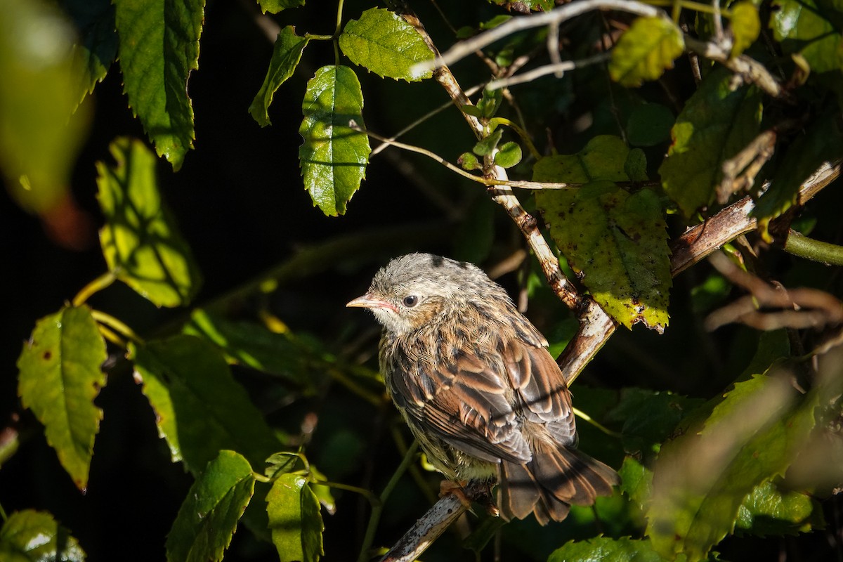Dunnock - ML614041833