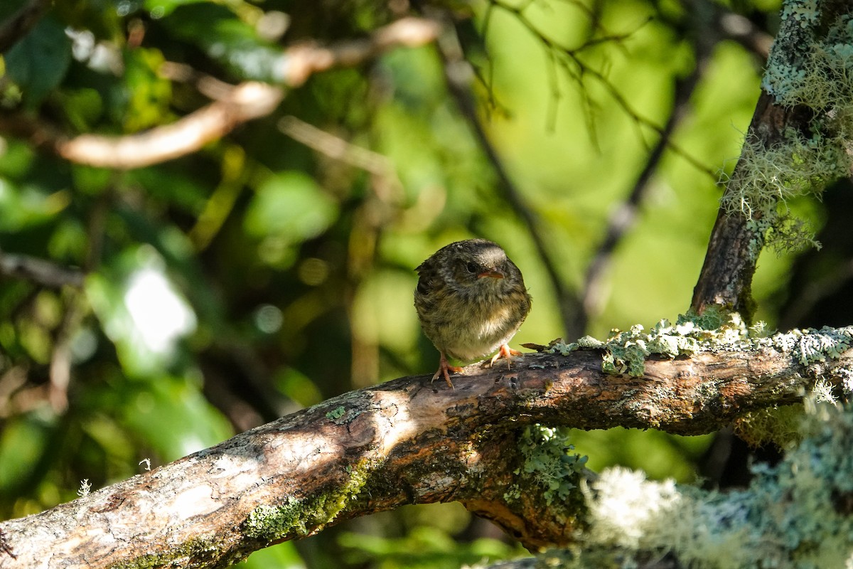Dunnock - ML614041835