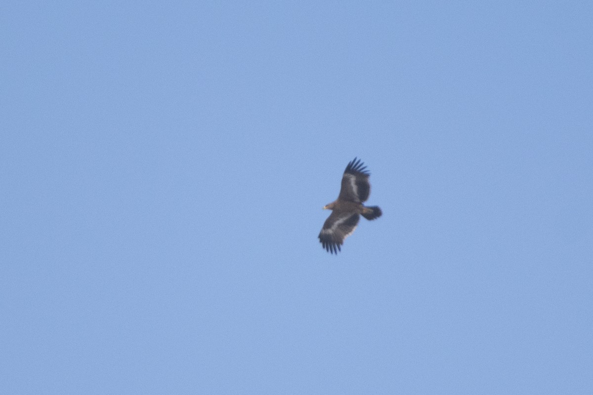Steppe Eagle - ML614041861