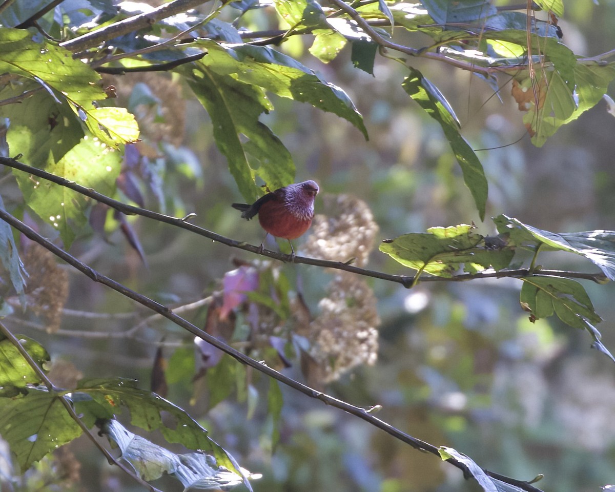 Pink-headed Warbler - ML614041915