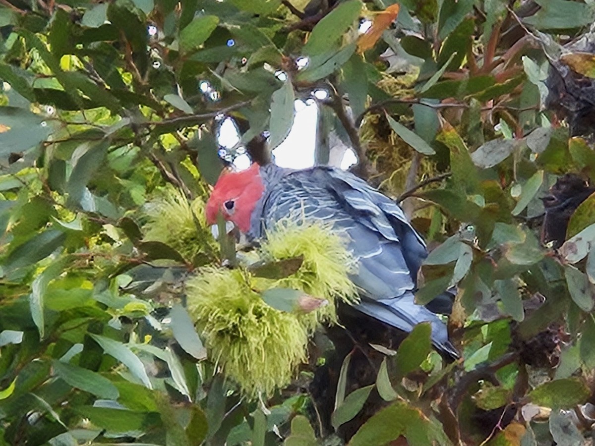 Gang-gang Cockatoo - ML614041968