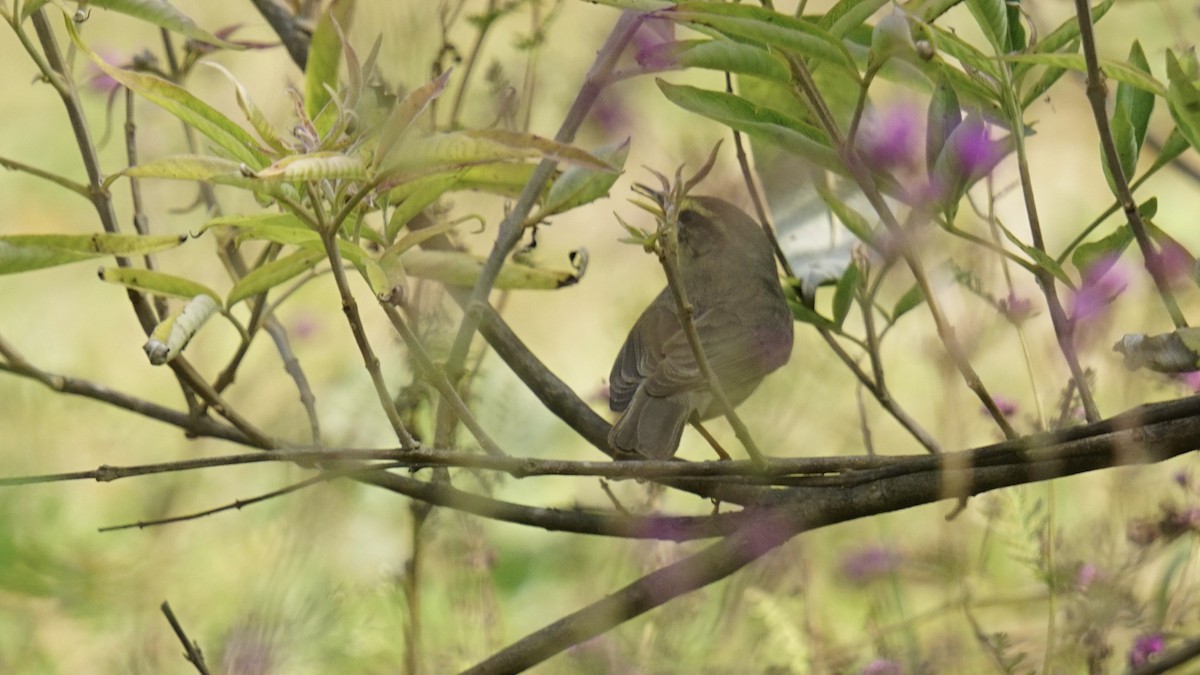 Sulphur-bellied Warbler - ML614042020