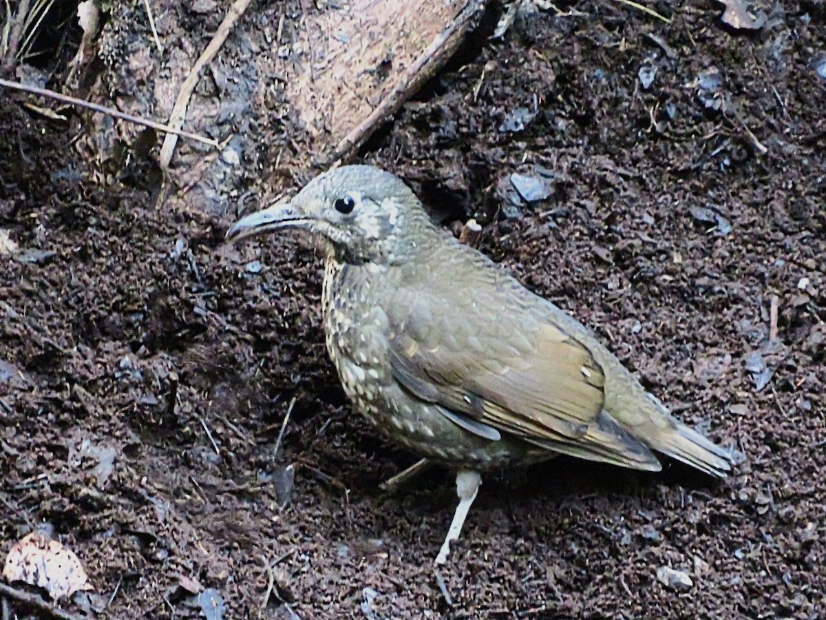 Dark-sided Thrush - ML614042023