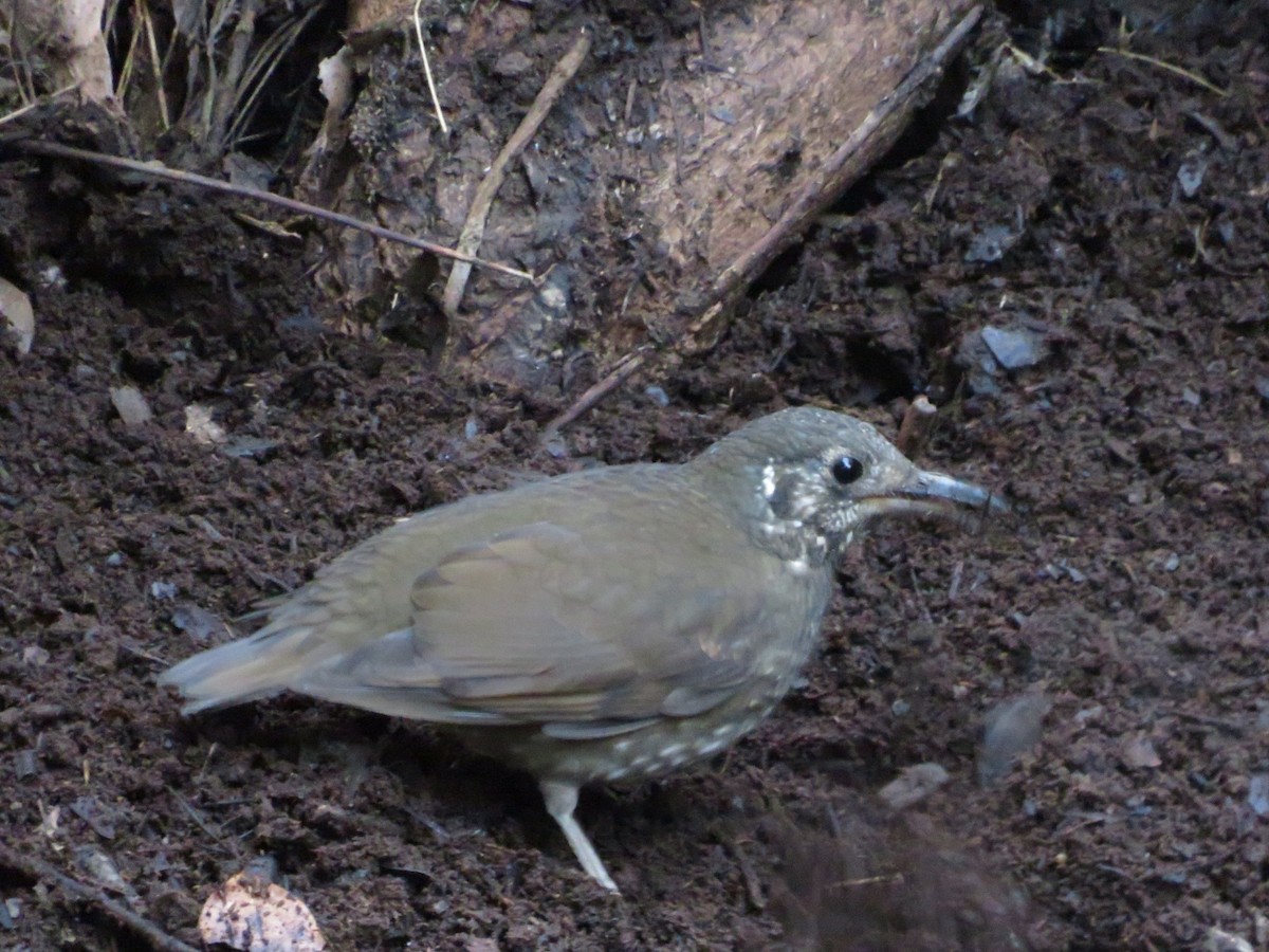 Dark-sided Thrush - ML614042024