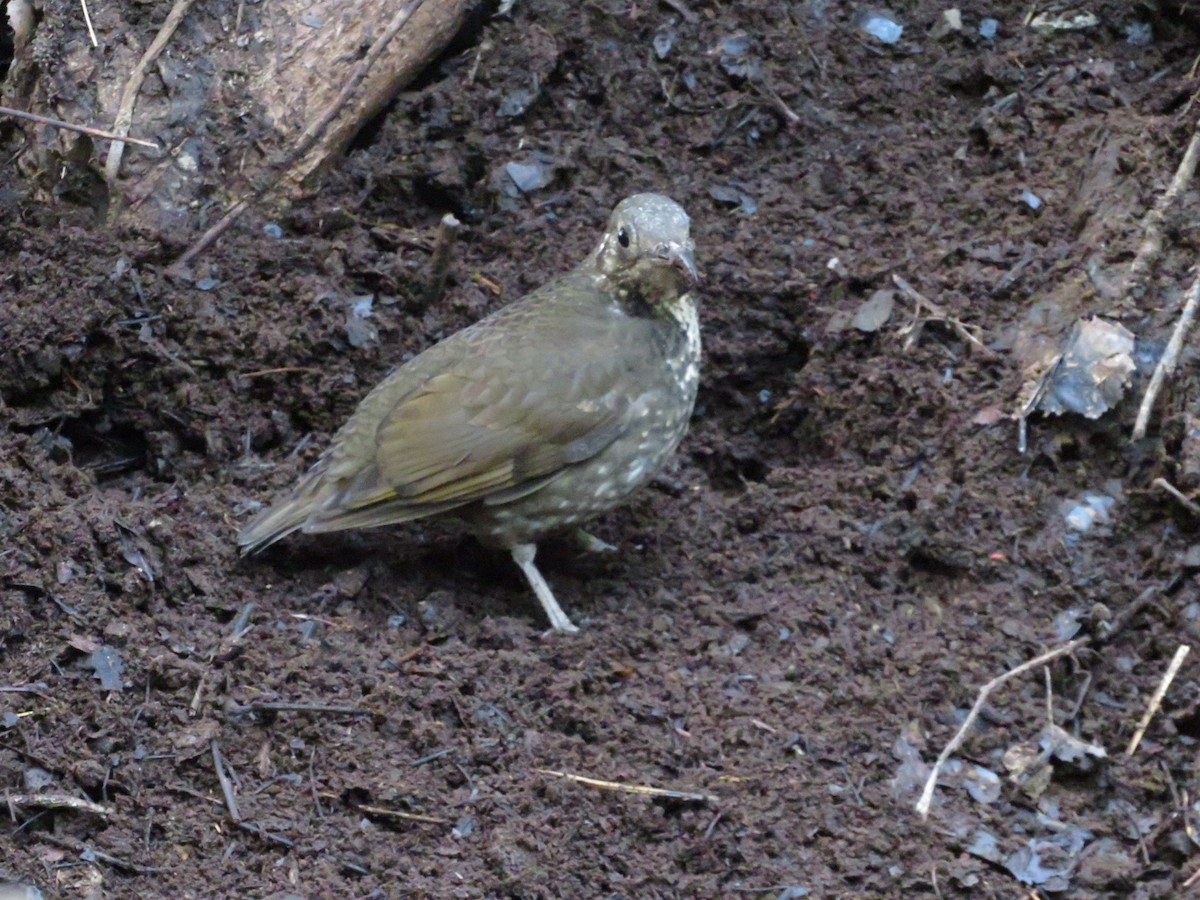 Dark-sided Thrush - ML614042025