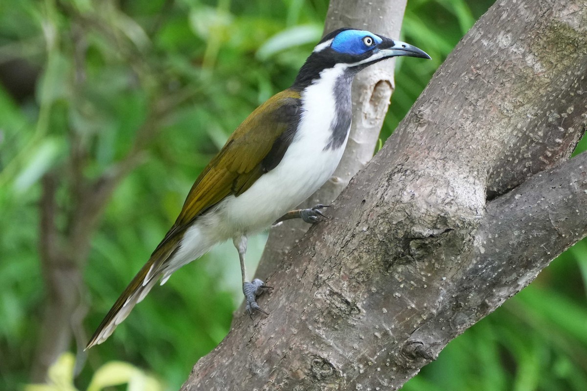 Blue-faced Honeyeater - ML614042075