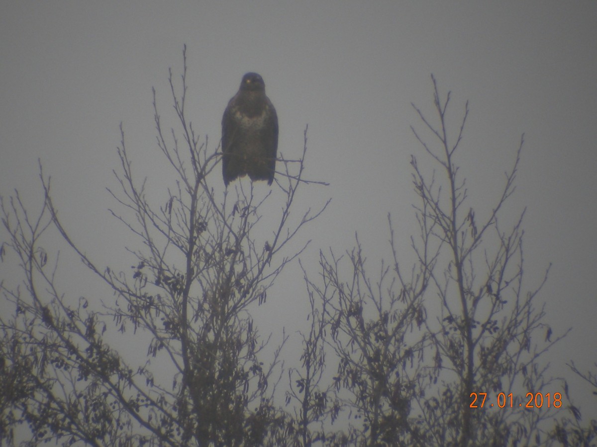 Common Buzzard - ML614042094