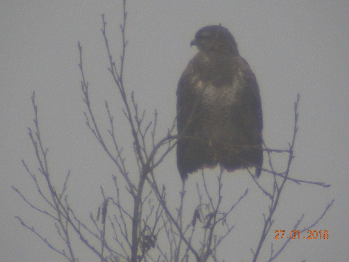 Common Buzzard - ML614042095