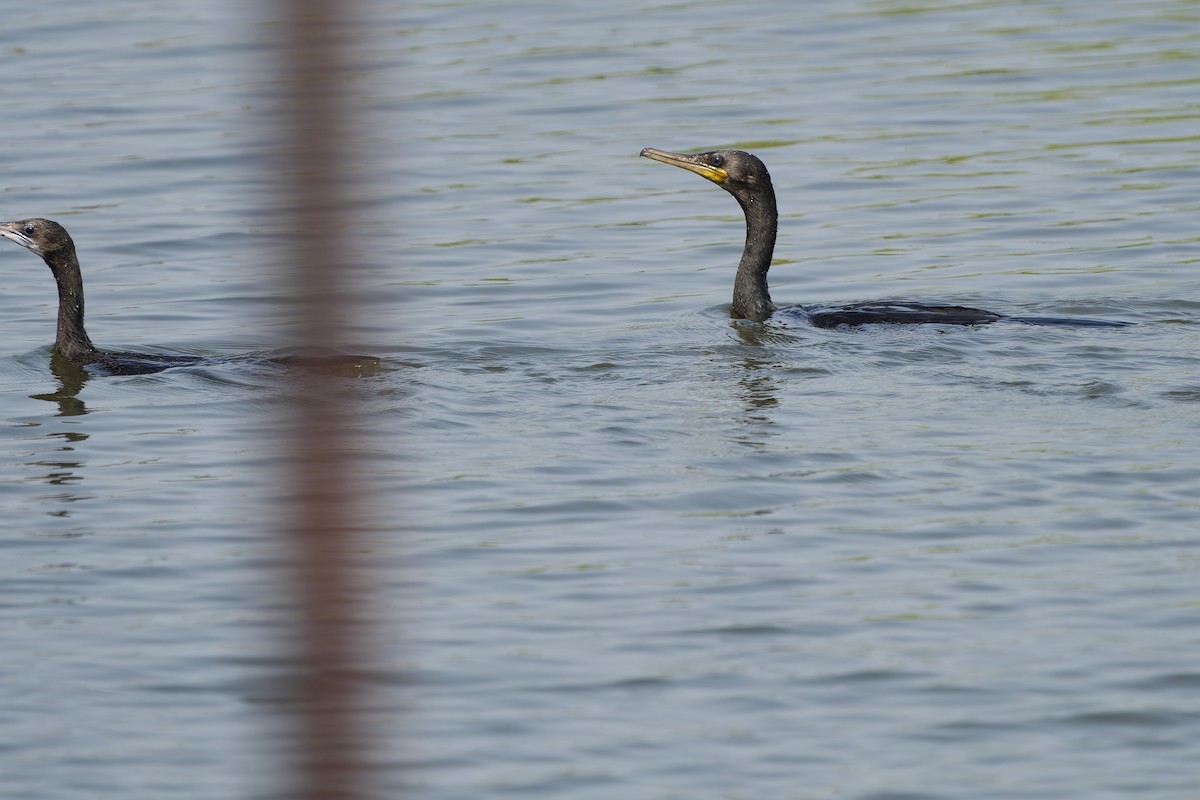 Indian Cormorant - ML614042113
