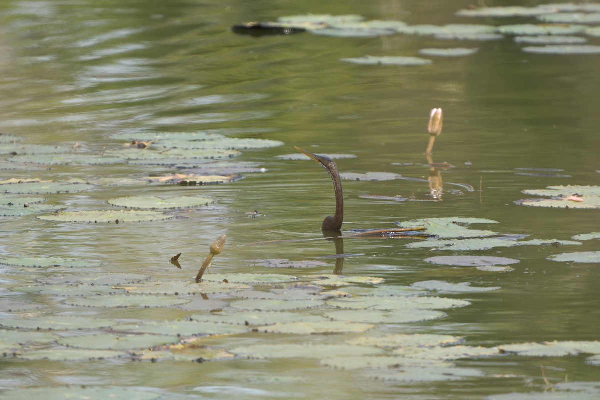 Oriental Darter - ML614042115