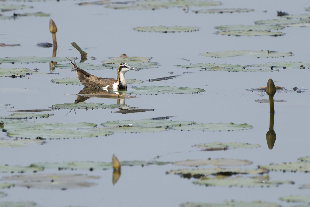 Pheasant-tailed Jacana - ML614042124