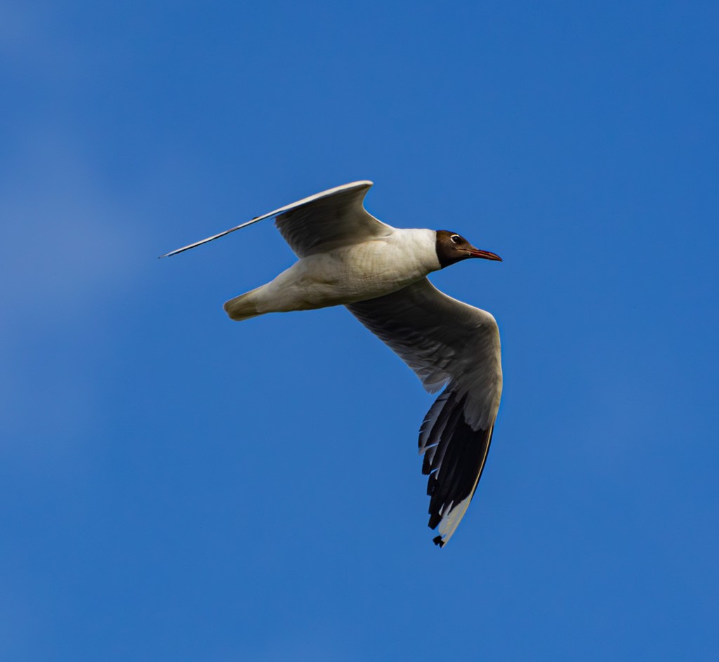 Brown-hooded Gull - ML614042197