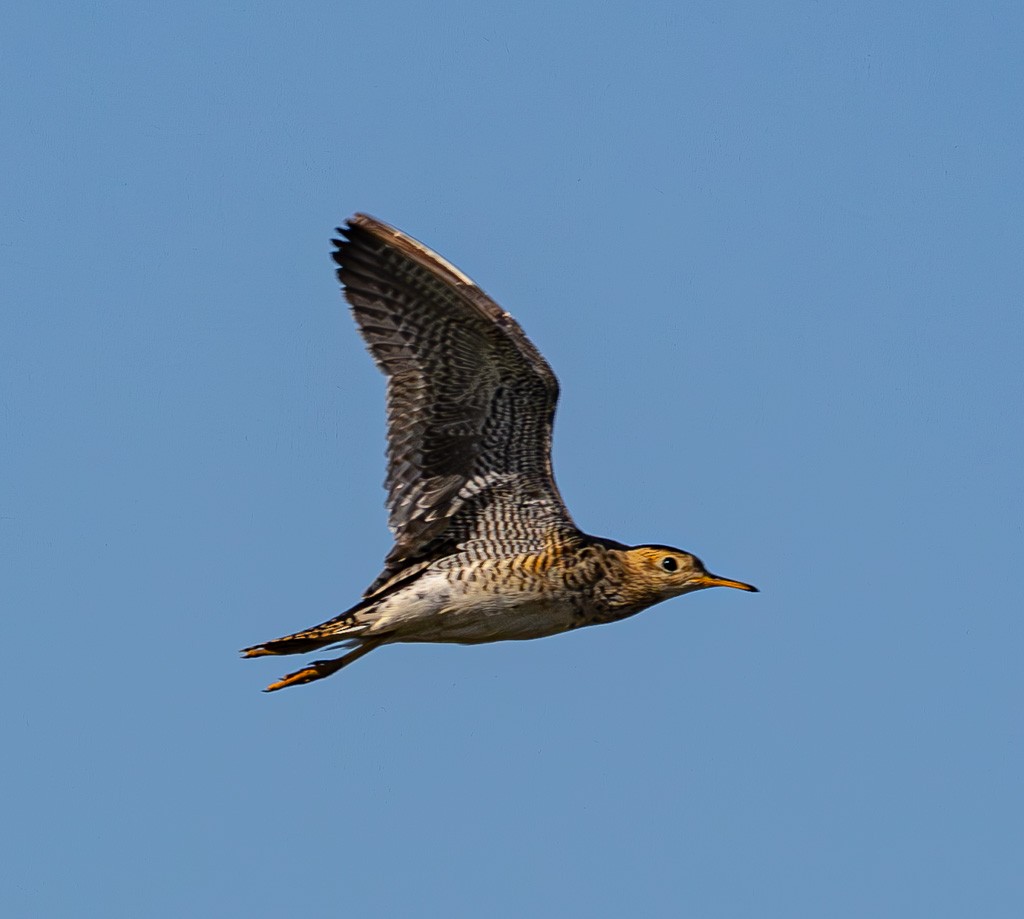 Upland Sandpiper - ML614042216