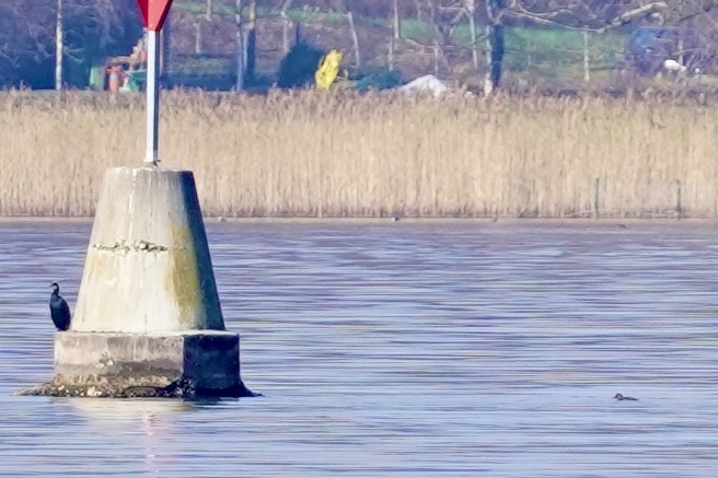 Common Scoter - ML614042223