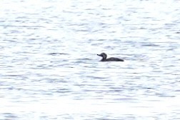 Common Scoter - ML614042224