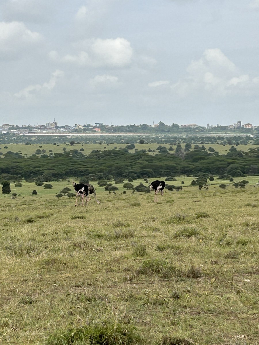 Common Ostrich - ML614042322