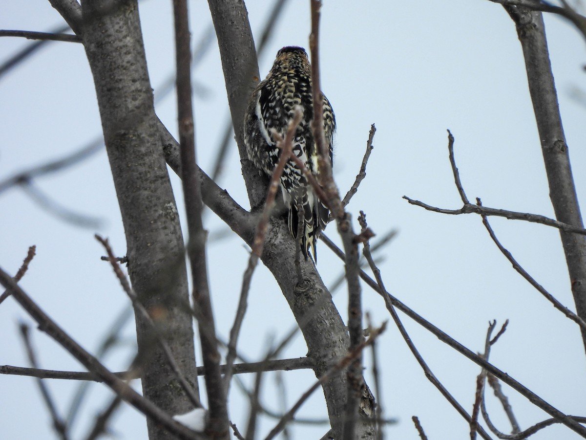 Yellow-bellied Sapsucker - ML614042422