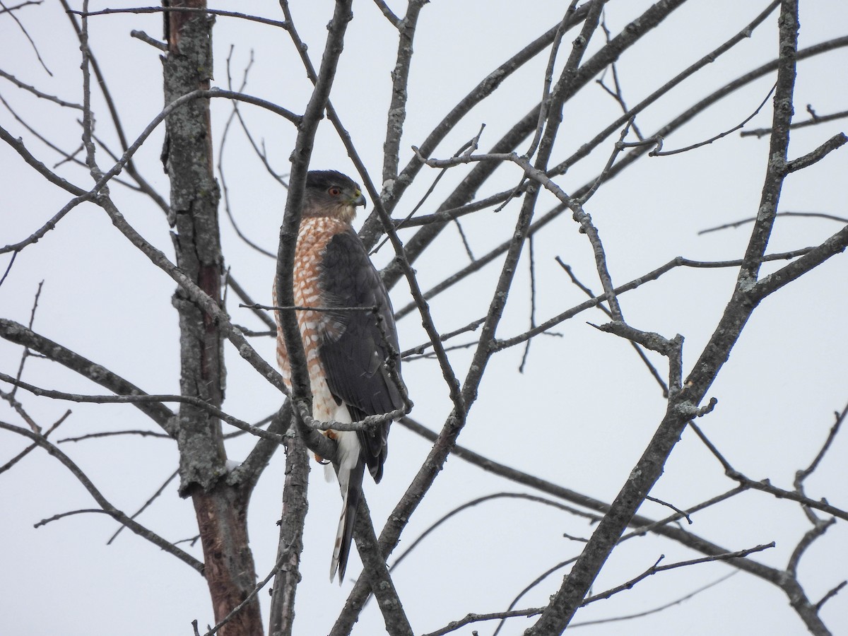 Cooper's Hawk - ML614042429