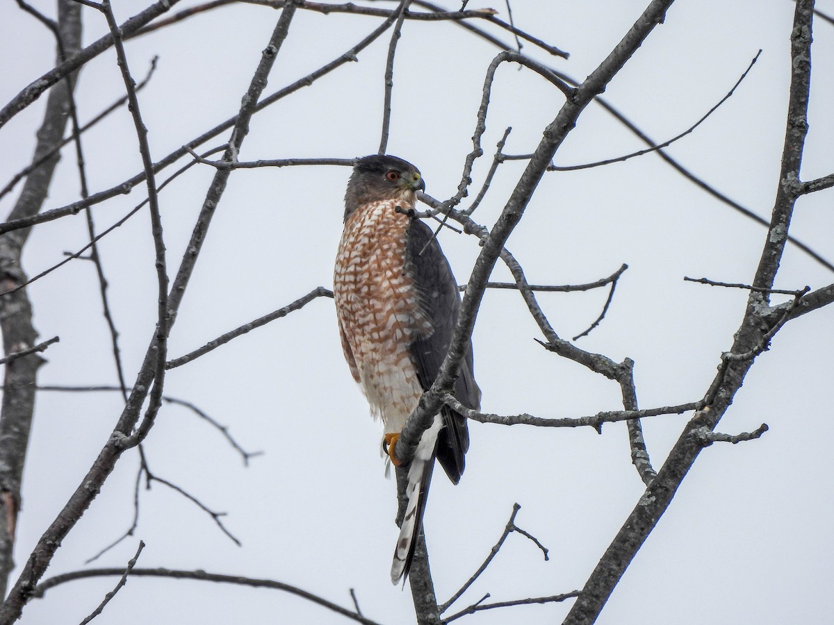 Cooper's Hawk - ML614042430