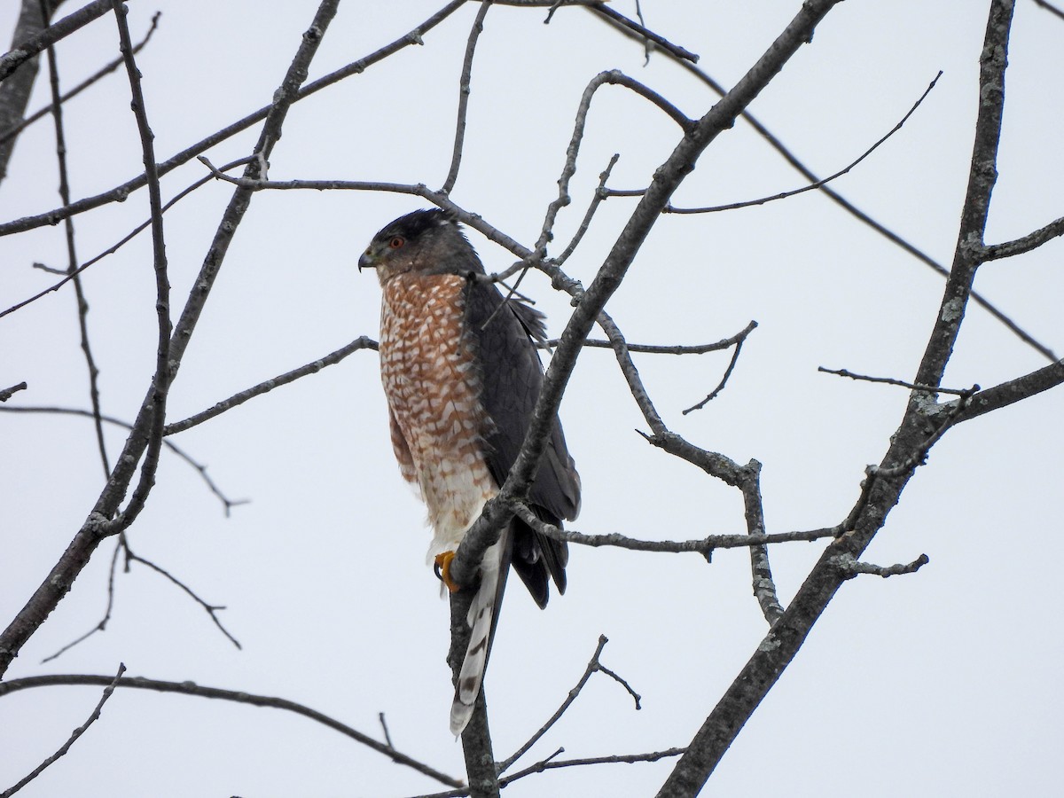 Cooper's Hawk - ML614042431