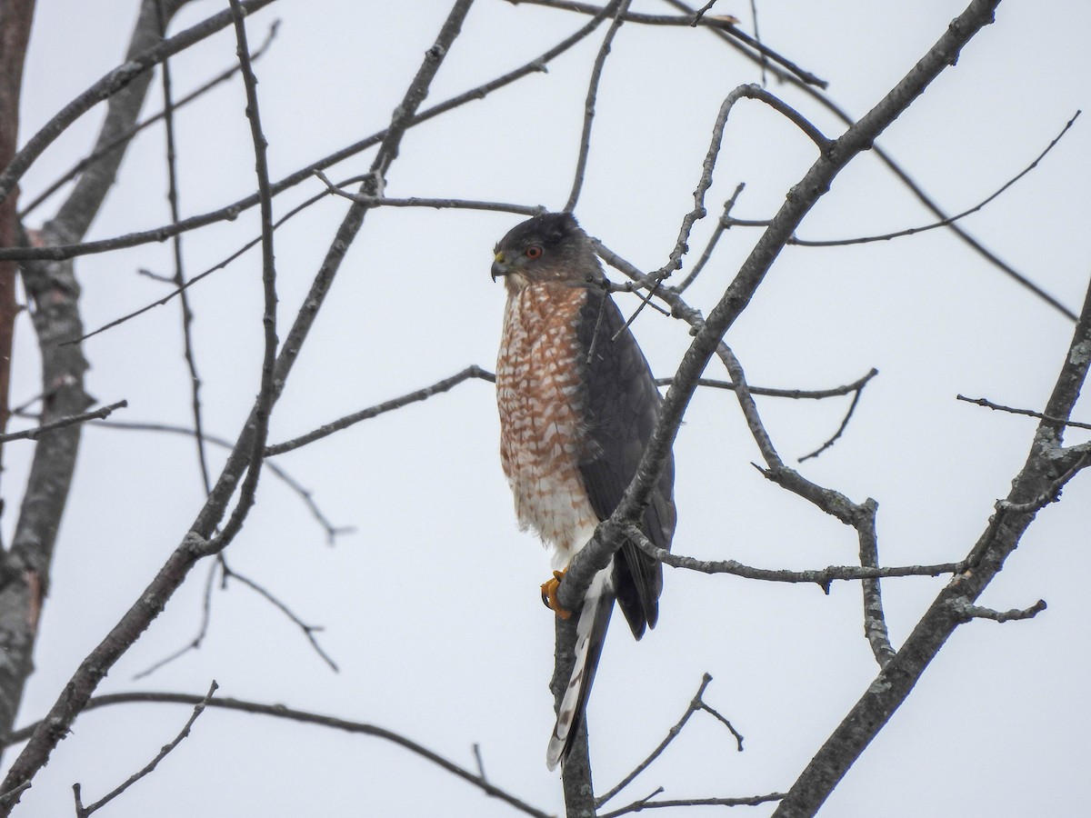 Cooper's Hawk - ML614042432