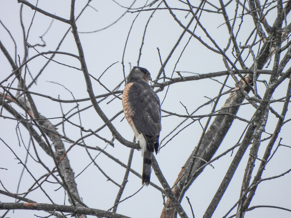 Cooper's Hawk - ML614042434