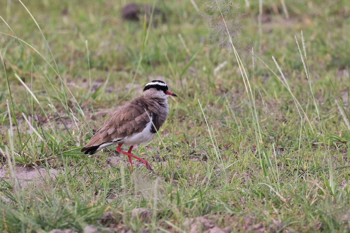 Crowned Lapwing - ML614042450