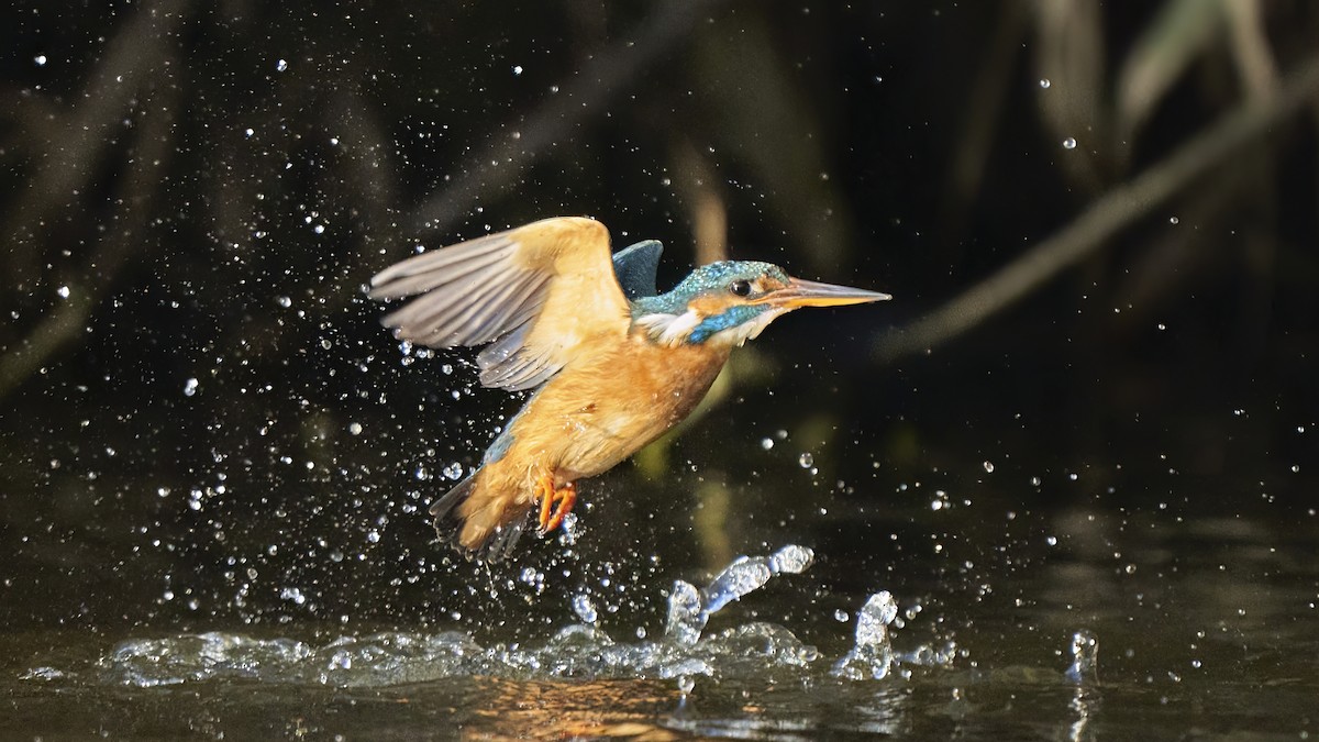 Common Kingfisher - ML614042458