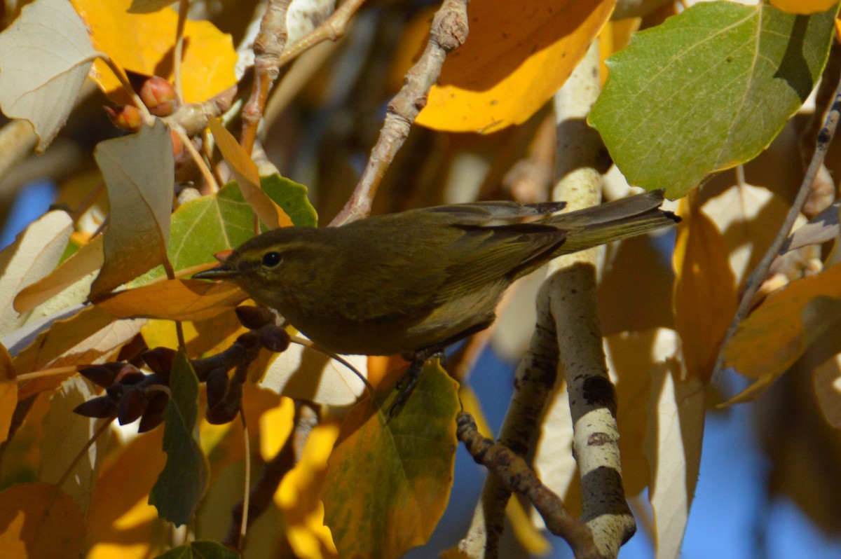 Common Chiffchaff - ML614042486