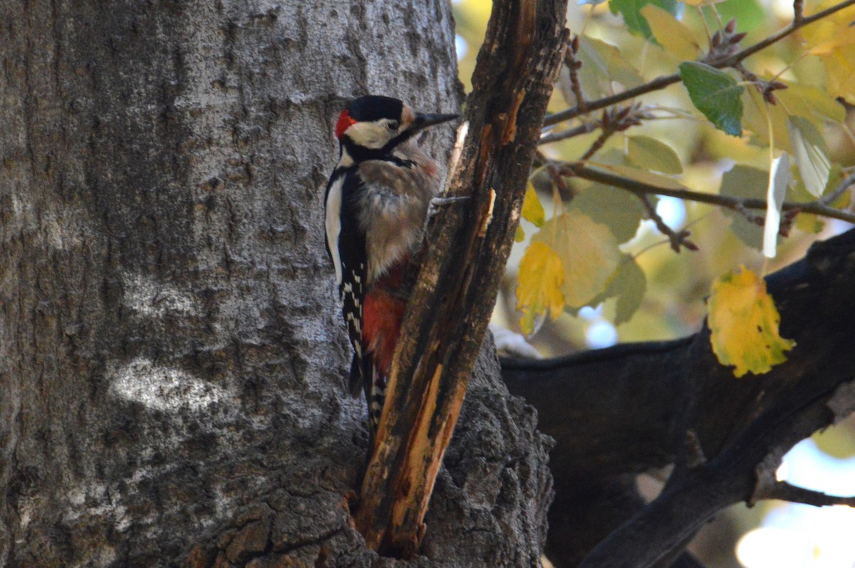 Great Spotted Woodpecker (Atlas) - Remco Steggerda