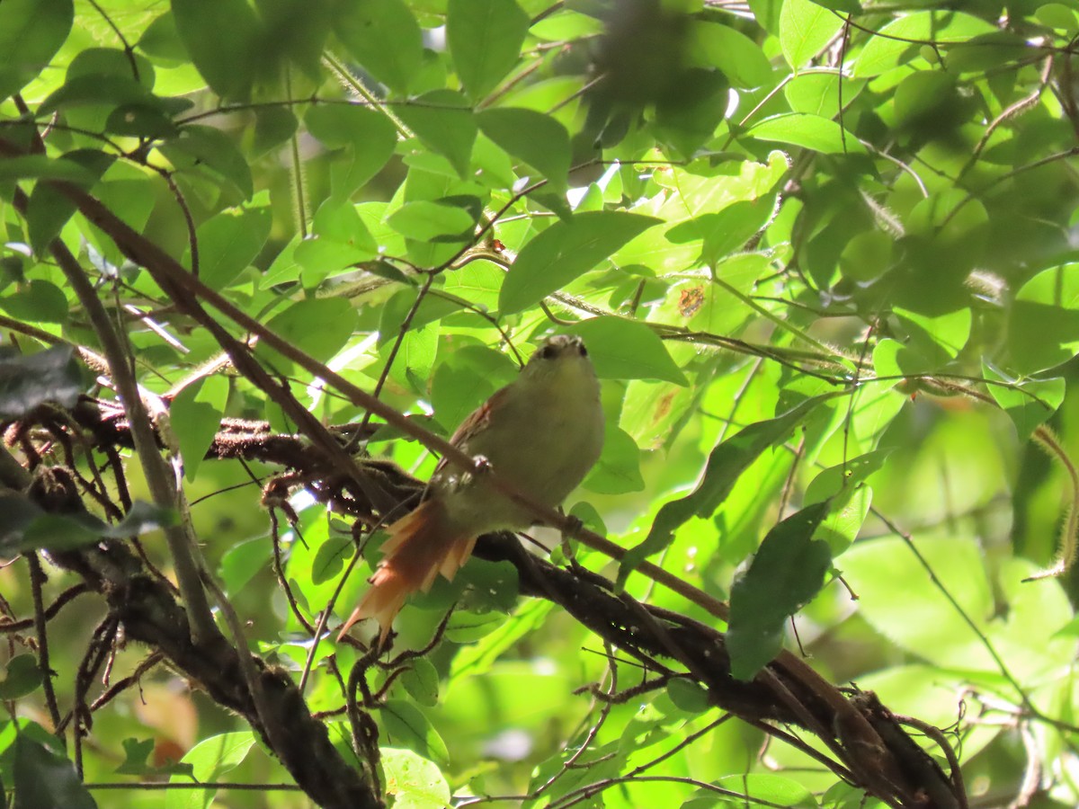 Olive Spinetail - ML614042570