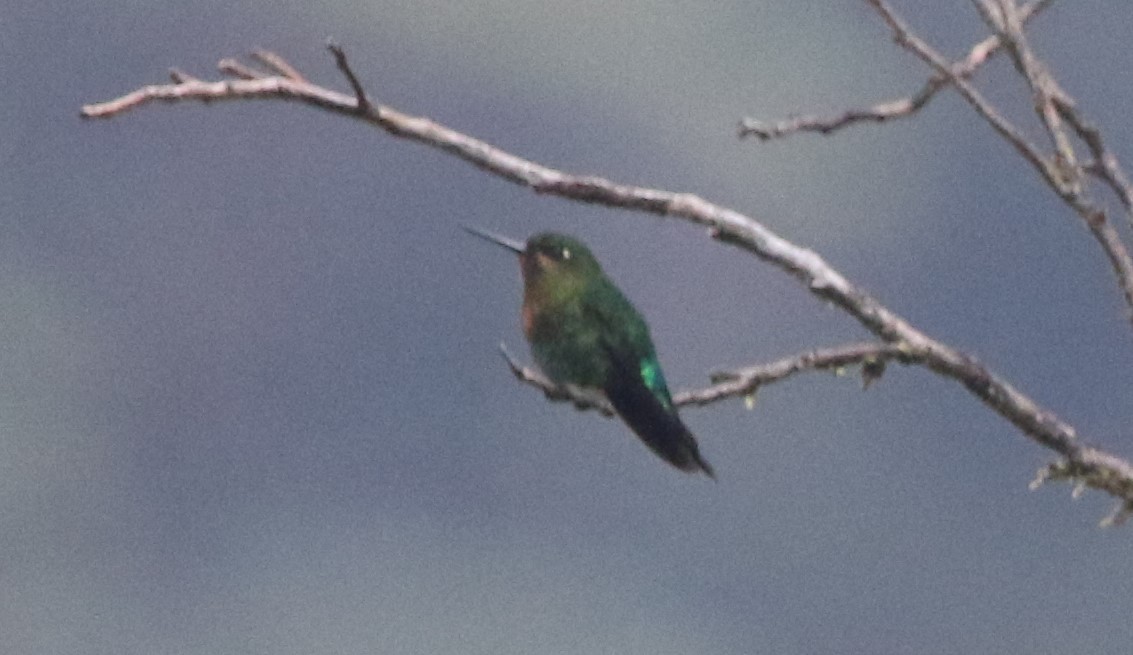 Glowing Puffleg - ML614042575