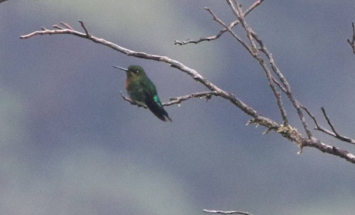 Glowing Puffleg - ML614042577