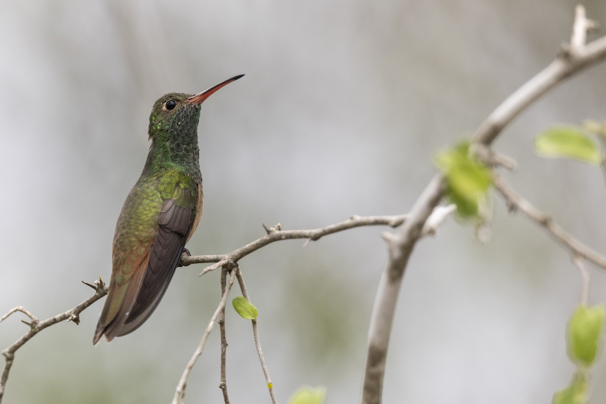 Buff-bellied Hummingbird (Northern) - ML614042595