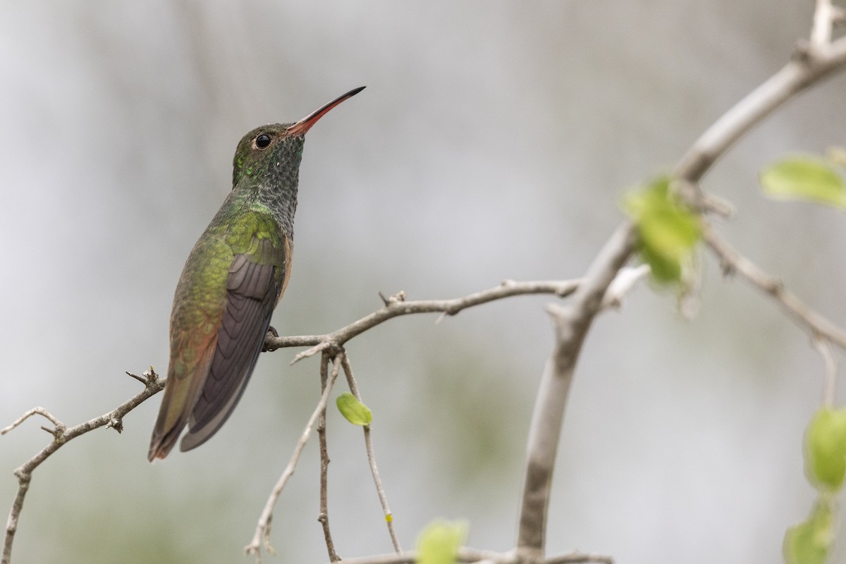 Buff-bellied Hummingbird (Northern) - ML614042596