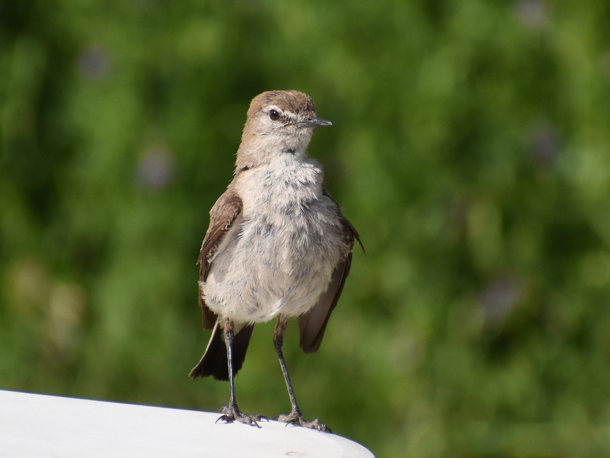 White-browed Ground-Tyrant - Pablo Fishwick Mella