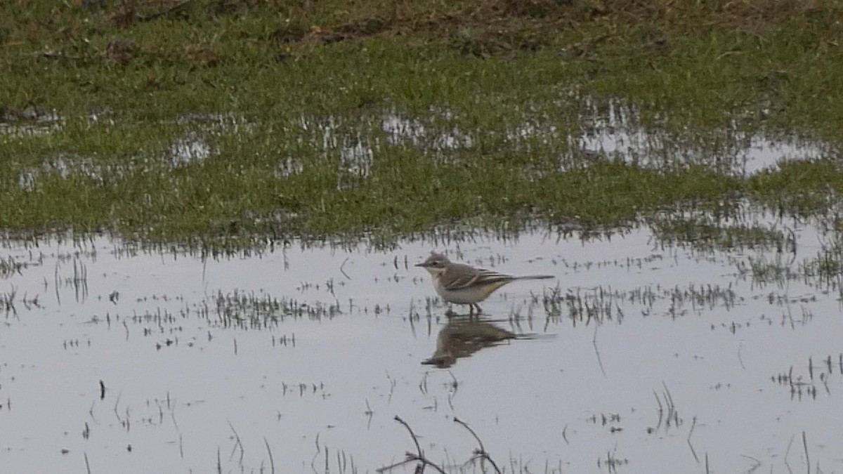 wagtail sp. - ML614042658