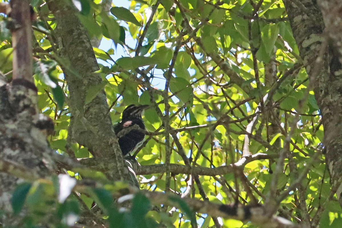 Long-tailed Koel - ML614042700